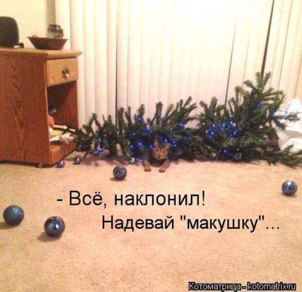 Котоматрицы(картинки с надписями)