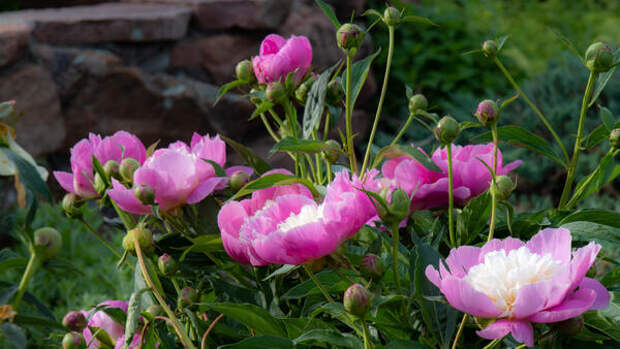 Пионы завалят цветами: три весенних подкормки, которые гарантируют пышные бутоны и крепкие кусты