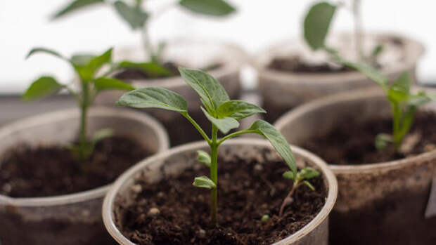 Как замочить семена перца: три простых шага для 100% всходов по советам агронома