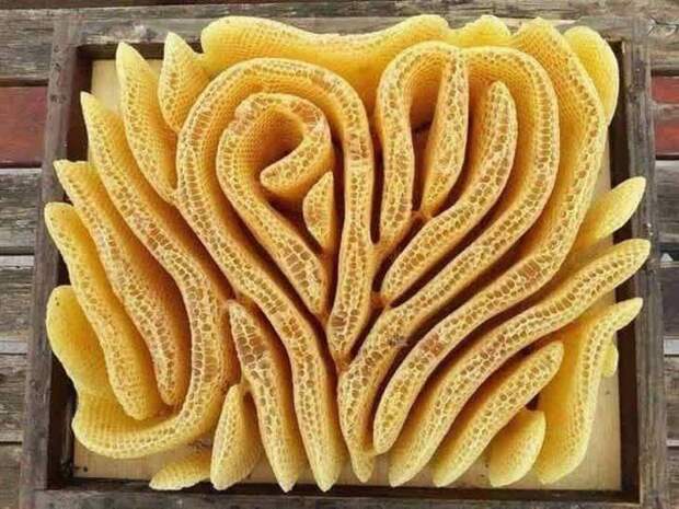 соты, пчелы