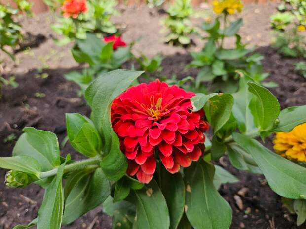 Циннии начинают распускаться и вскоре будут шикарные кусты. Пока - так, единичные шапочки