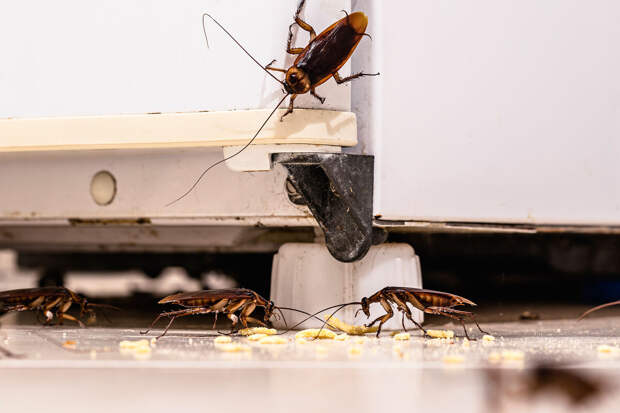 Депутат Колунов: нужно в 10 раз увеличить штрафы за антисанитарию в квартирах