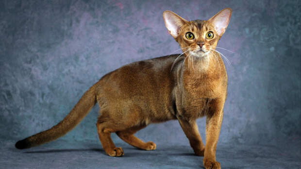 Кота из России признали самым красивым в мире: владелица Далмора рассказала о своем питомце