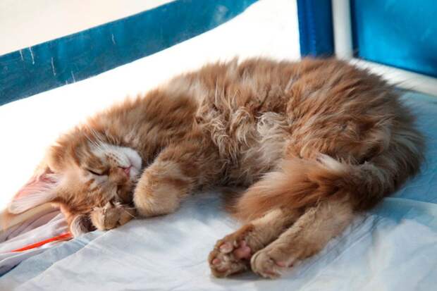Примета о том, что если кошка спит, прикрыв лапкой нос - это к холодам, действительно сбывается Фото: Дмитрий АХМАДУЛЛИН