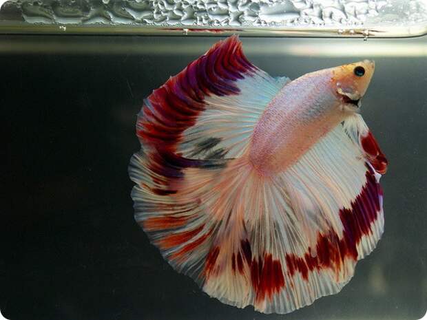 Плакатные бойцовые рыбки (лат. Betta splendens)