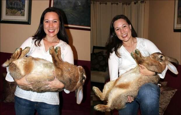 Кролик, который весит почти 10 кг! животные, факты, это интересно