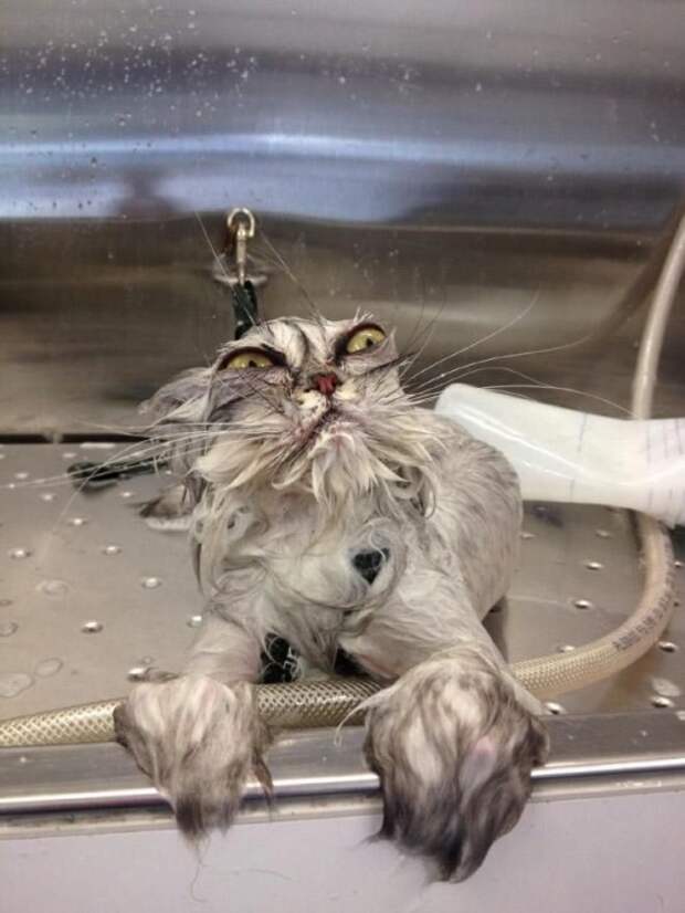 Коты и водные процедуры кот, вода, юмор