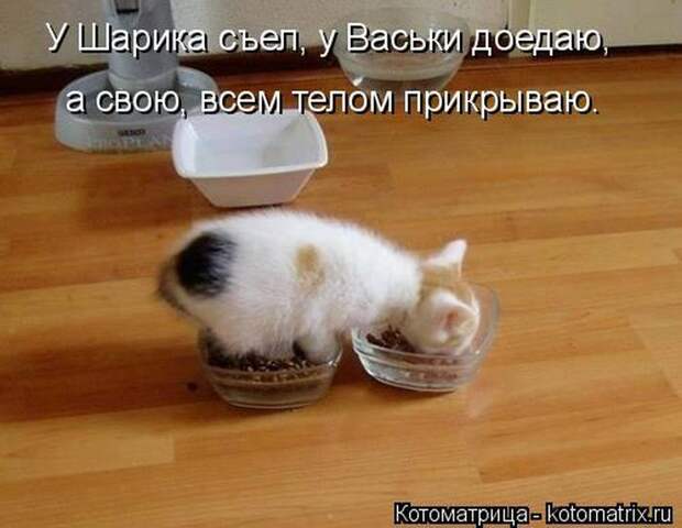 Лучшие котоматрицы недели (50 фото)