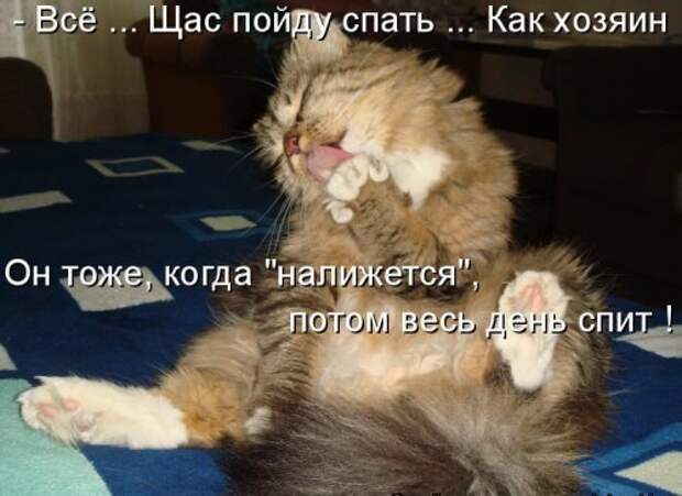 Котоматрица юморная (38 фото)