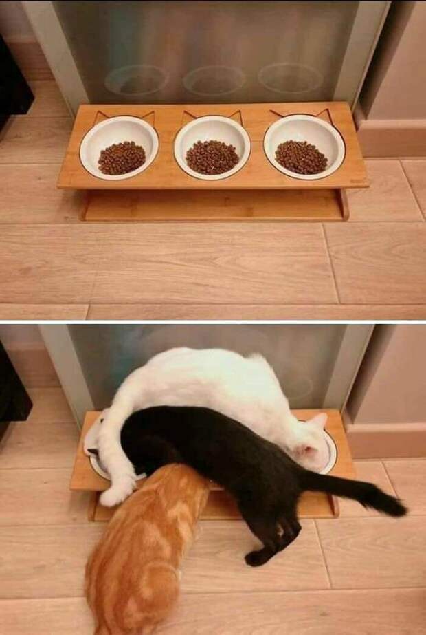 Котики, которые так и притягивают внимание к себе Котики, которые так и притягивают внимание к себе