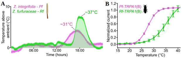 Рис. 7. (A) Профили термогенеза у растений, опыляемых разными видами жуков. (B) Температурные ответы ионных каналов TRPA1(B)