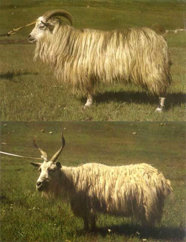 Тибетская коза