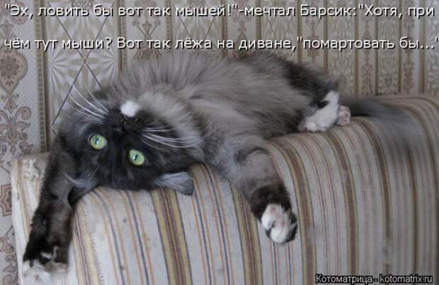Лучшие котоматрицы недели (50 фото)