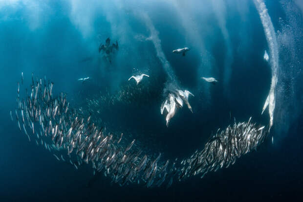 Победители фотоконкурса Bird Photographer of the Year 2020
