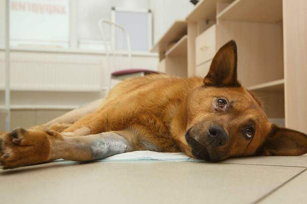 Петербуженка остановила фуру, чтобы спасти умирающую на дороге собаку