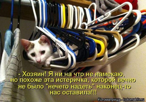 Кошатина да псятинка позитивная, этакая забавная, с надписями, очень много на выходные