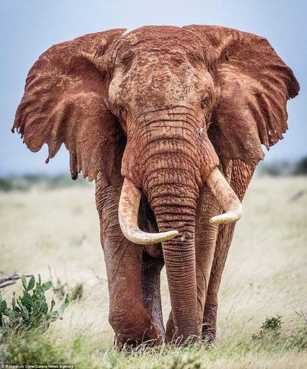 Официально подтверждены гомосексуальные отношения между слонами, в отличие от самок, способных к зачатию лишь раз в год, самцы увлекаются этим на протяжении всего года.    интересное, слоны, факты