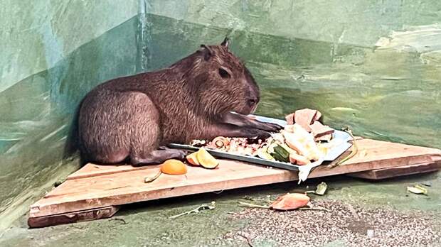 Рысь, белоплечий орлан, самка для капибары: в зоопарк привезут новых животных