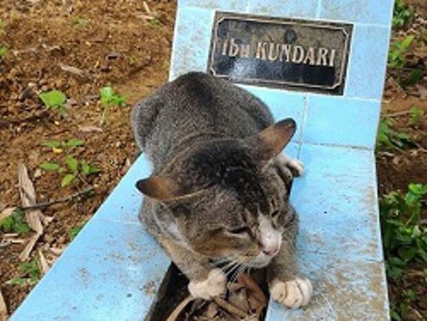Убитый горем кот больше года живет на могиле умершей хозяйки