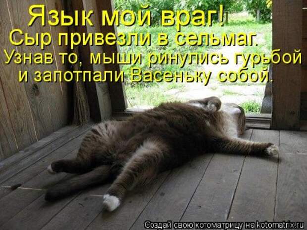 Котоматрица новая и прикольная (37 фото)