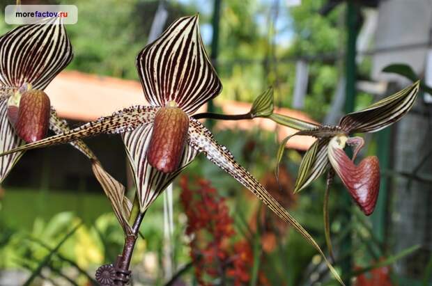Орхидея «Золото Кинабалу»