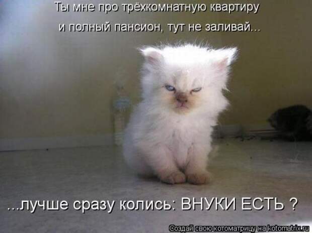 Котоматрицы (картинки с надписями)