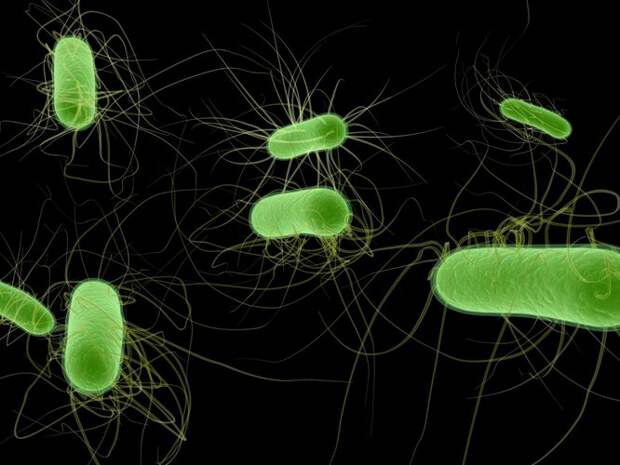 Escherichia coli