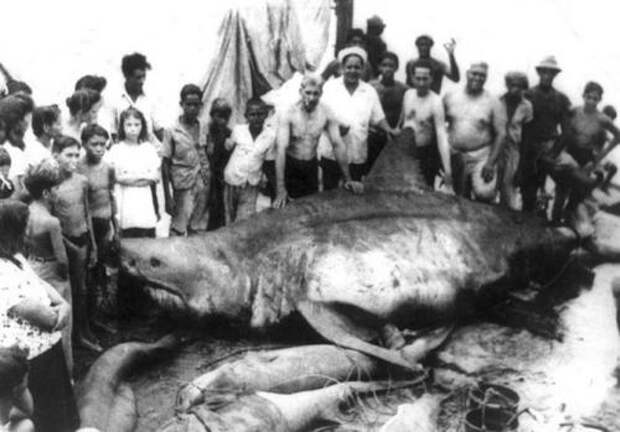 Вес акулы: неизвестен В 1945 году во время плановой рыбалки в Мексиканском заливе 6 рыбаков случайно поймали самую опасную для человека разновидность акул — белую акулу. Длина кархародона составила 6,4 метра. В честь деревушки, откуда они были родом, трофей рыбаки назвали «монстр из Коджимар».
