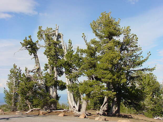 Сосна белокорая (сосна белоствольная) фото (лат. Pinus albicaulis)