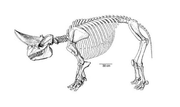 Арсинойтерий: ископаемое существо с фантастическим черепом