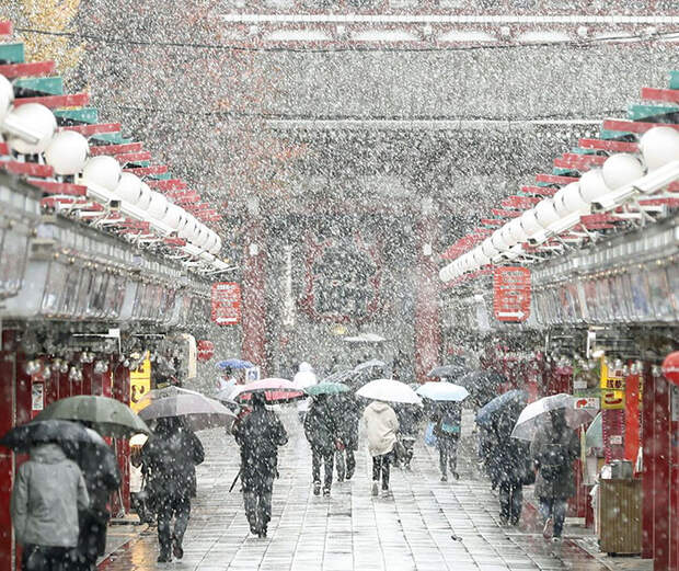 Tokyo First Snow In November 2016