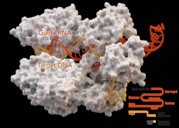 Кристаллическая структура S. aureus Cas9 в комплексе с сгРНК и её целевой ДНК / ©wikipedia