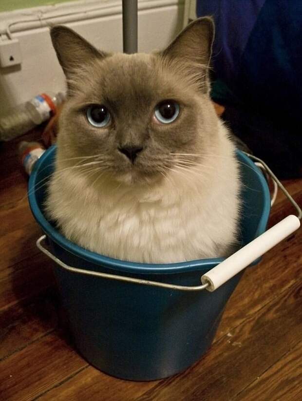 Полное ведро - к счастью! животные, коты, смешно, фото