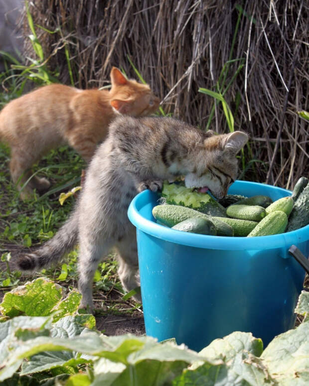 23036899_original (560x700, 450Kb)