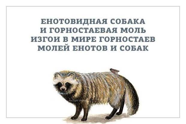 Прикольные картинки (95 фото) Прикольные картинки (95 фото)