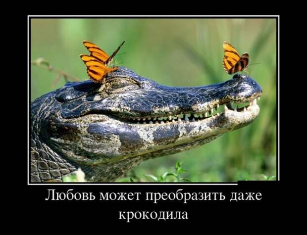 Демотиваторы (30 фото)