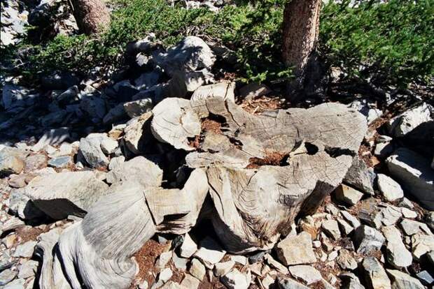 http://media.treehugger.com/assets/images/2012/03/Prometheus_tree1.jpg.650x0_q70_crop-smart.jpg