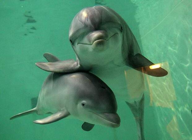 dolphins04 Самые удивительные факты о дельфинах