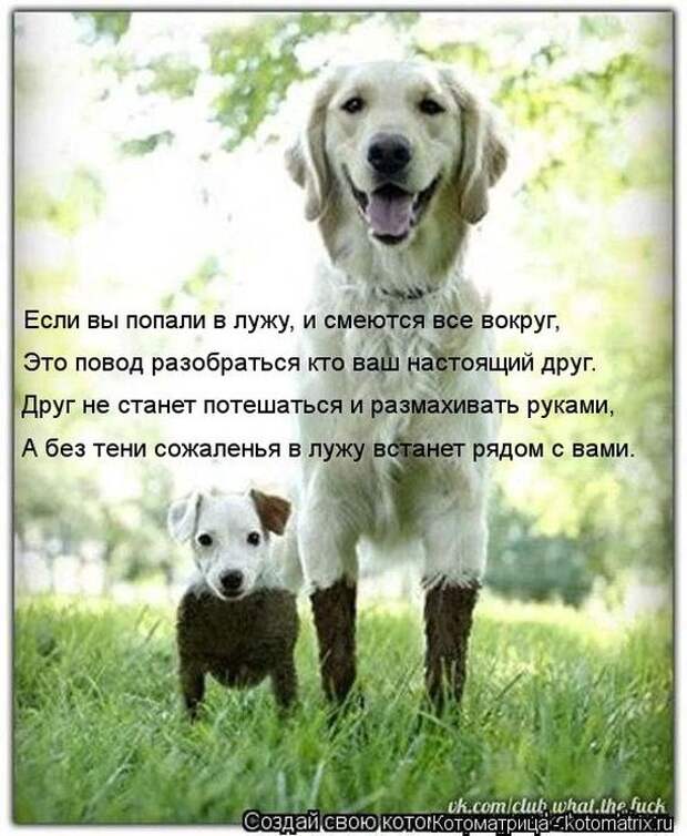 Котоматрицы(картинки с надписями)