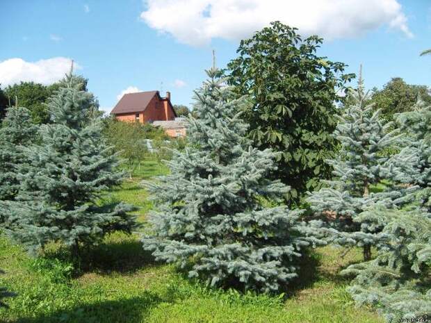 Хвойные растения для сада: выбираем самые неприхотливые культуры (65 фото)