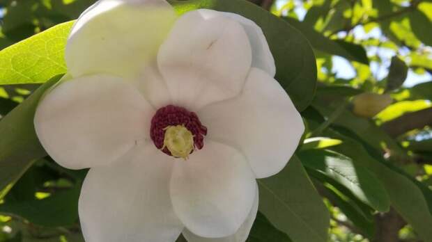 Символ КНДР украсил скверы Владивостока