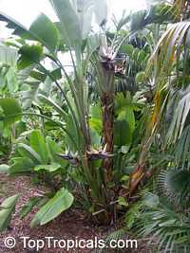 Strelitzia nicolai, Giant bird of paradise, white bird of paradise