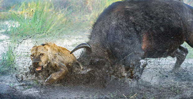 Львицам удалось сбежать, но буйвол нанес им тяжелые раны  буйвол, львица