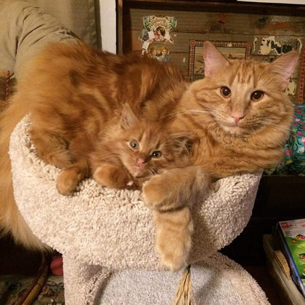кот воспитывает котенка который на него похож