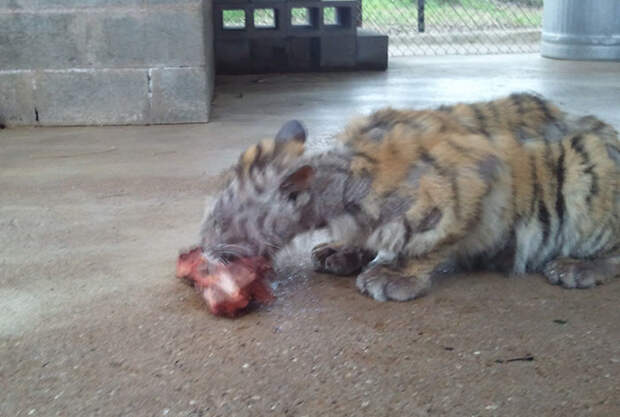 Изможденного тигренка спасли из цирка. Преображение! животные, спасение
