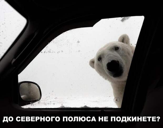 Забавные и прикольные картинки с надписями из жизни (10 фото)