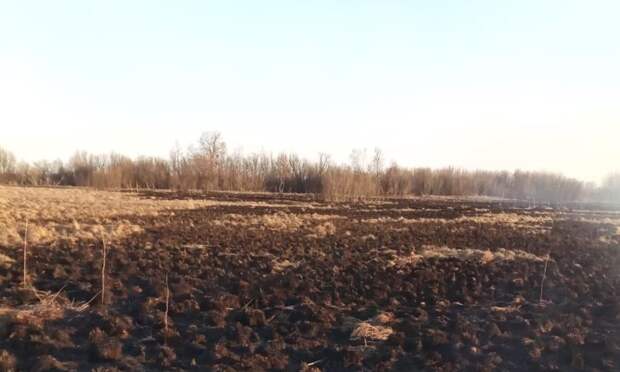 В Поморье произошёл второй за год лесной пожар