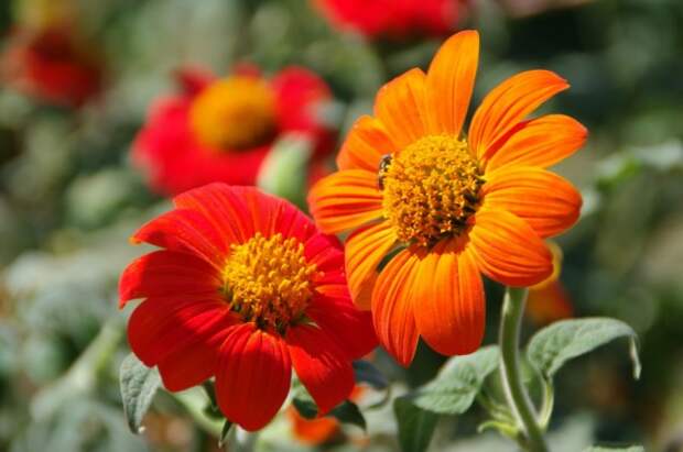 Титония круглолистная (Tithonia rotundifolia)