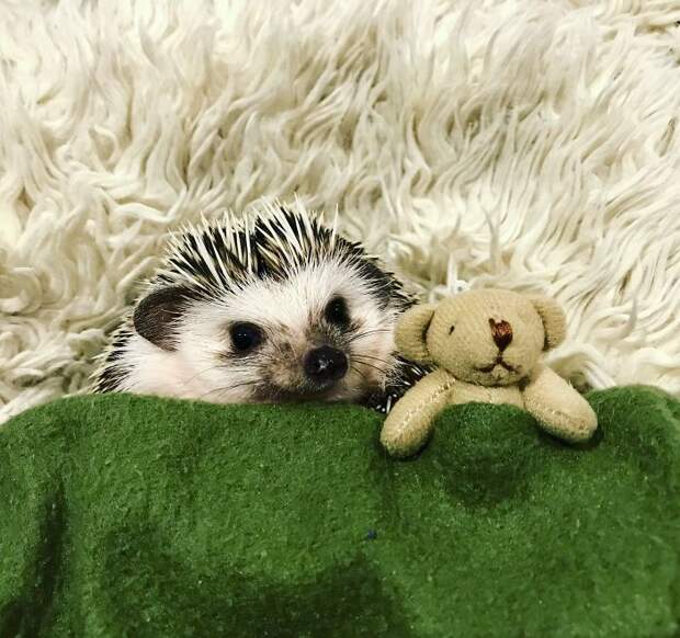 Teeny Tiny Teddy