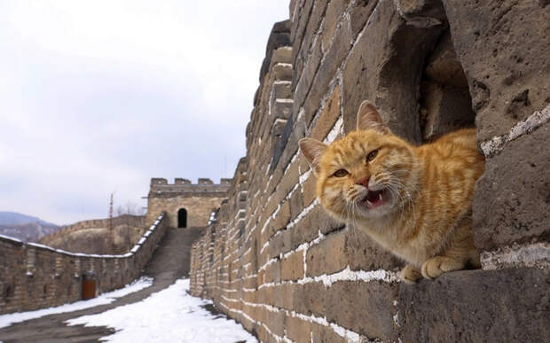 22851451_original (700x437, 290Kb)